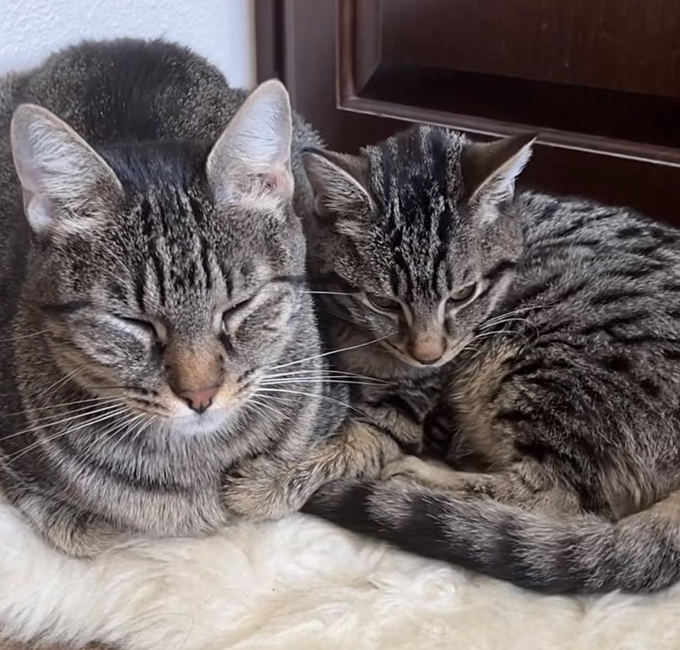 Cute tabby cat, kitten hug