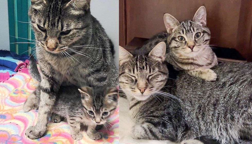 Cat Has Never Left Her Kitten Since Day One, They Depend on One Another in a Beautiful Way