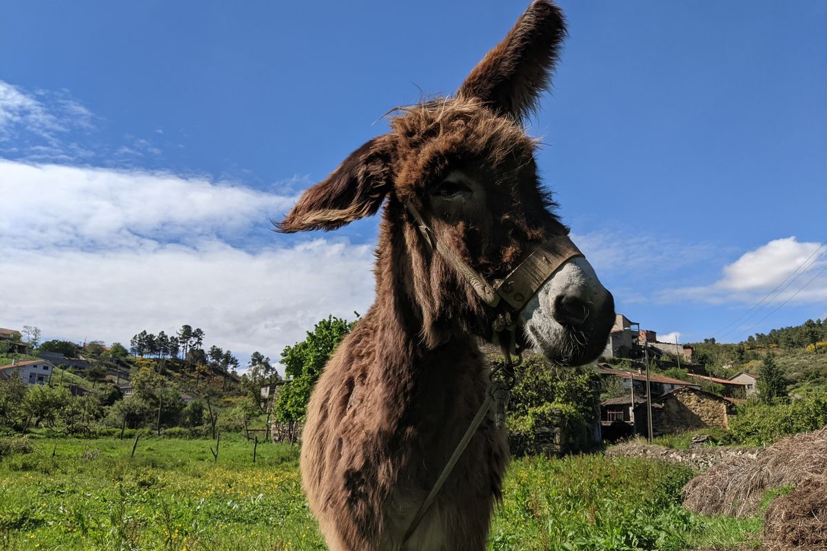 rescue donkey; funny animal videos; funny videos; rescue animals