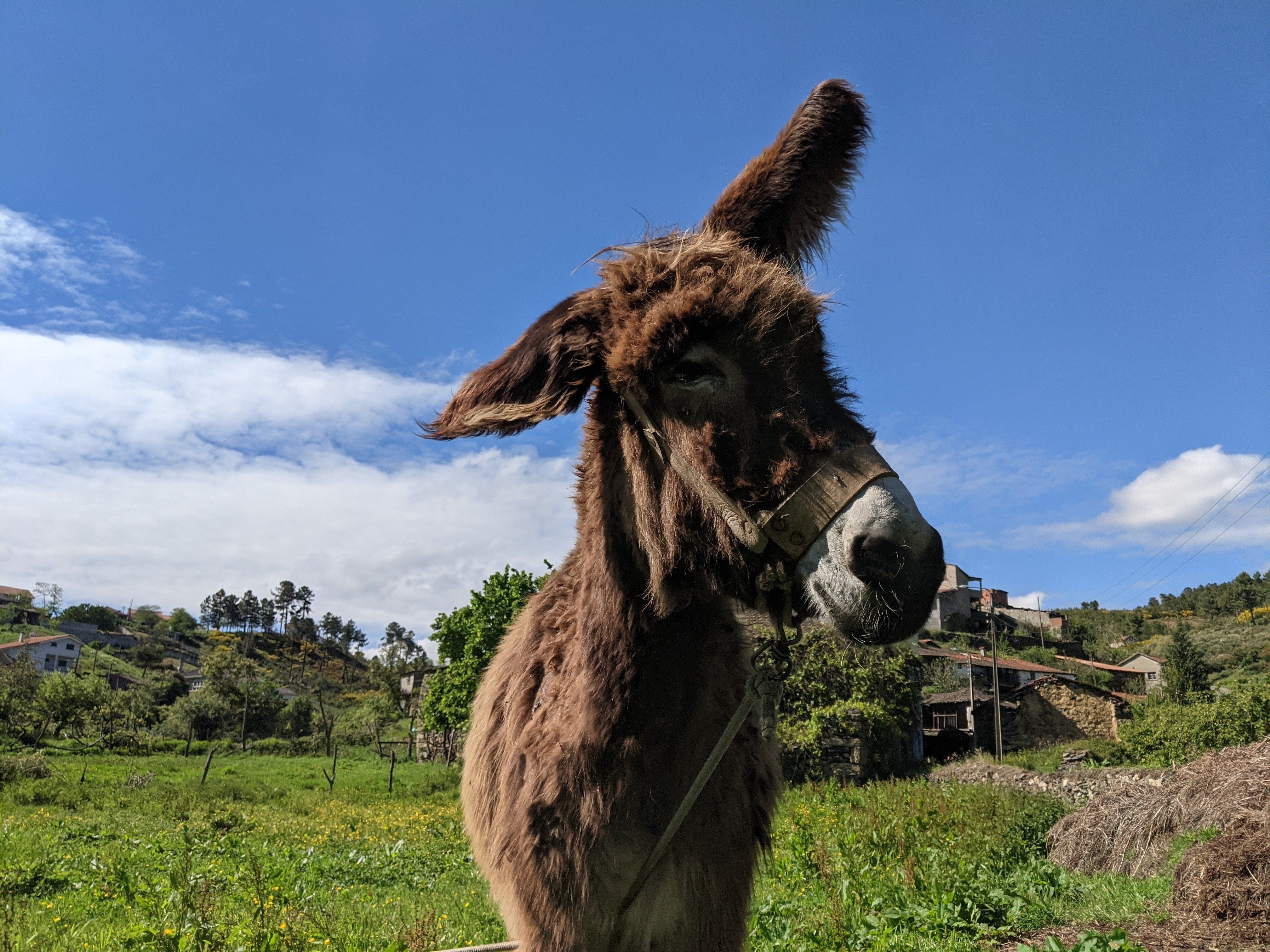 Rescue donkey likes to chase his owners in funny video Upworthy