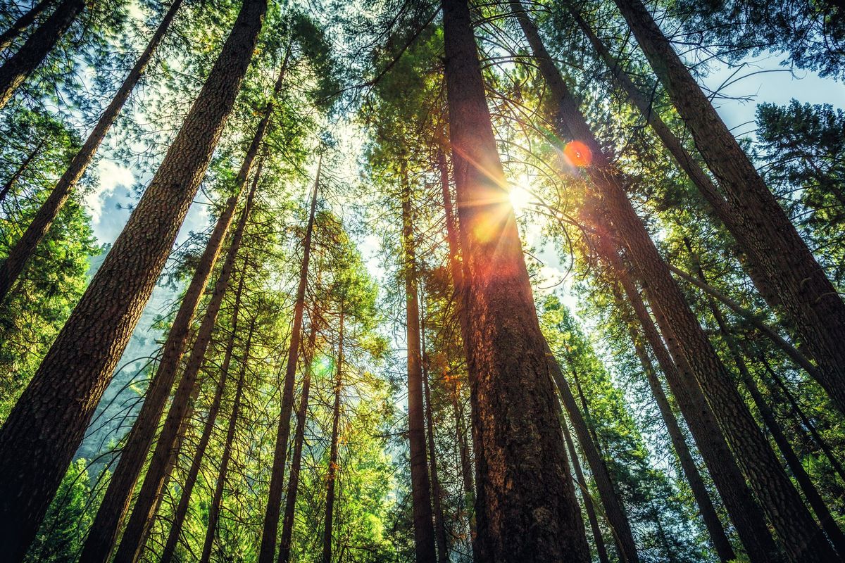 Image of trees in California forest