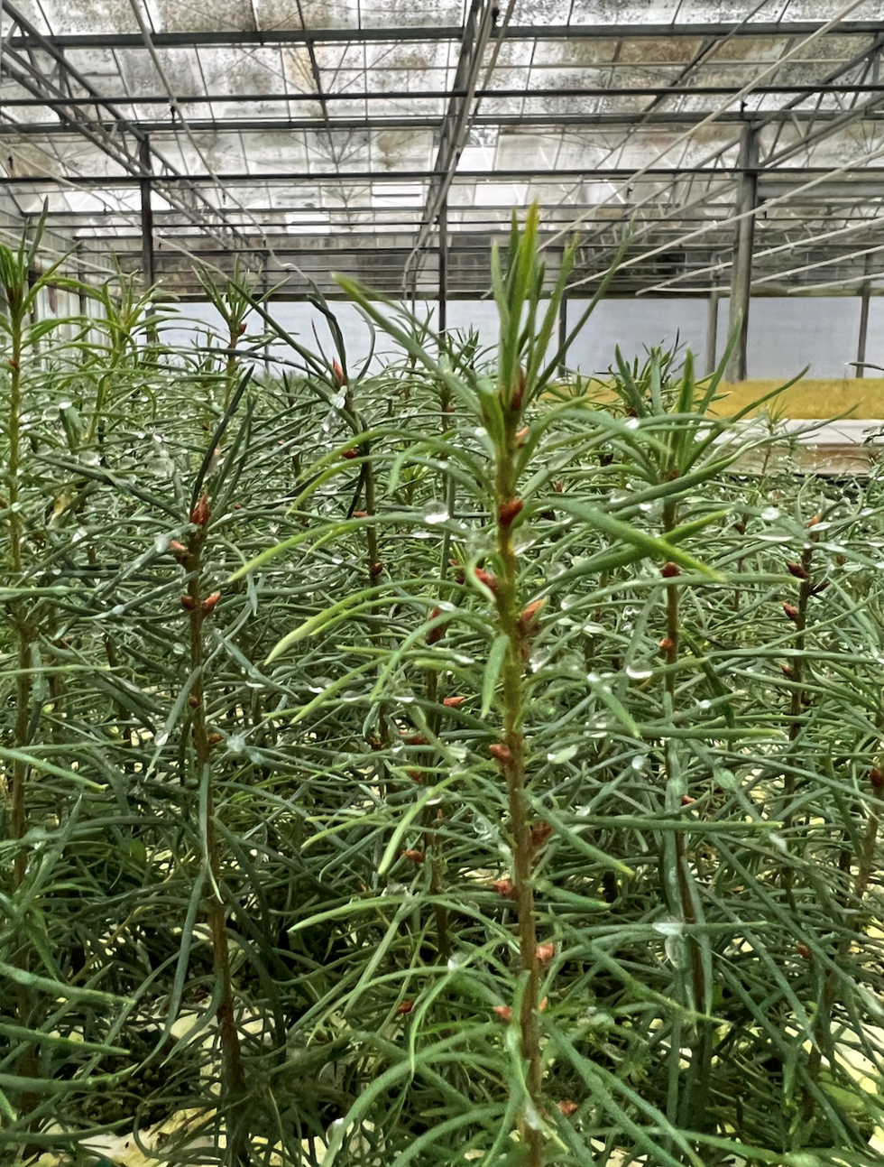 Image of tree saplings in nursery