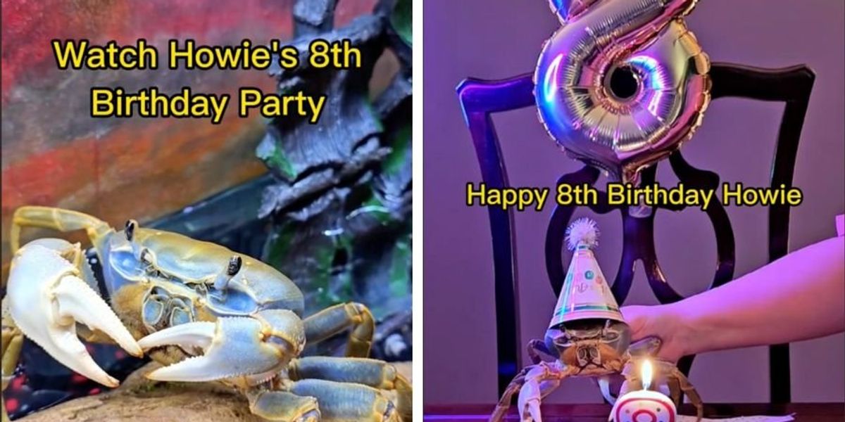 Howie the crab celebrates last birthday with a party Upworthy