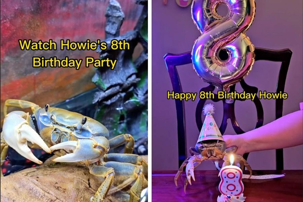 Howie the Crab; rainbow crab; tiktok videos; pets