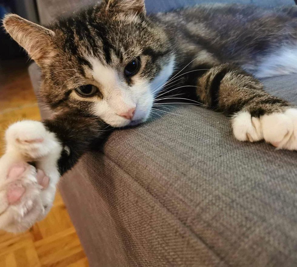 cat large  paws polydactyl