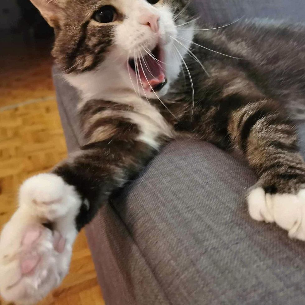 cat big paw yawning