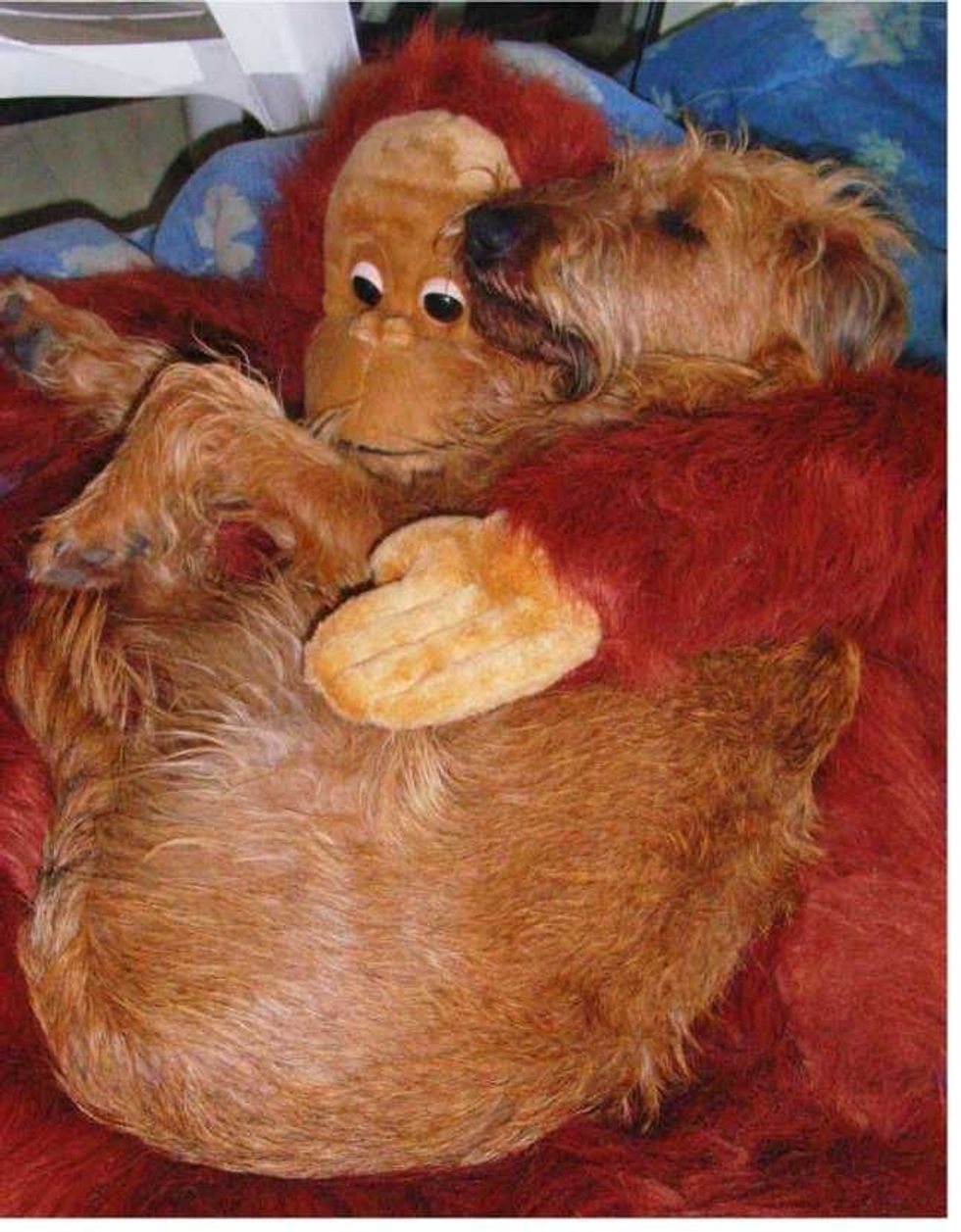 dogs, funny cat photos, comedy pet awards
