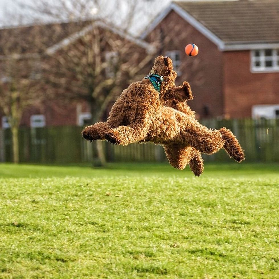 dogs, funny cat photos, comedy pet awards
