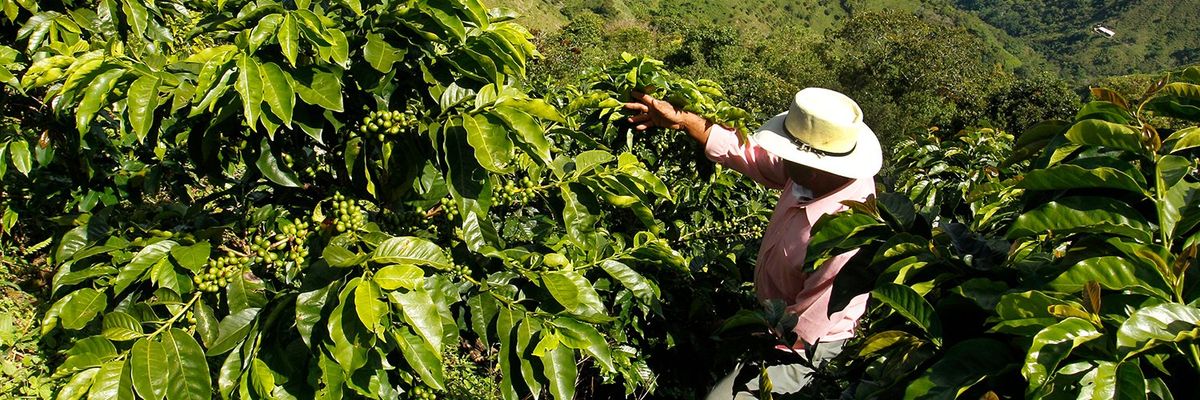man picking coffee beans in colombia