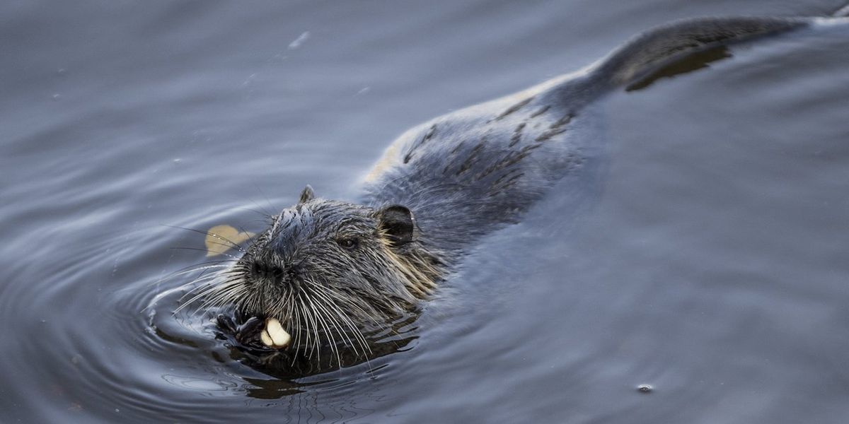 NextImg:Rabid beaver — 'biggest' that game warden has 'ever seen' — attacks, bites little girl swimming in lake