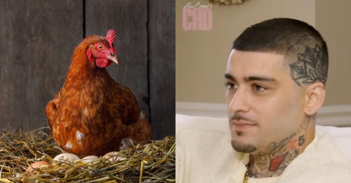 Chicken; Zayn Malik