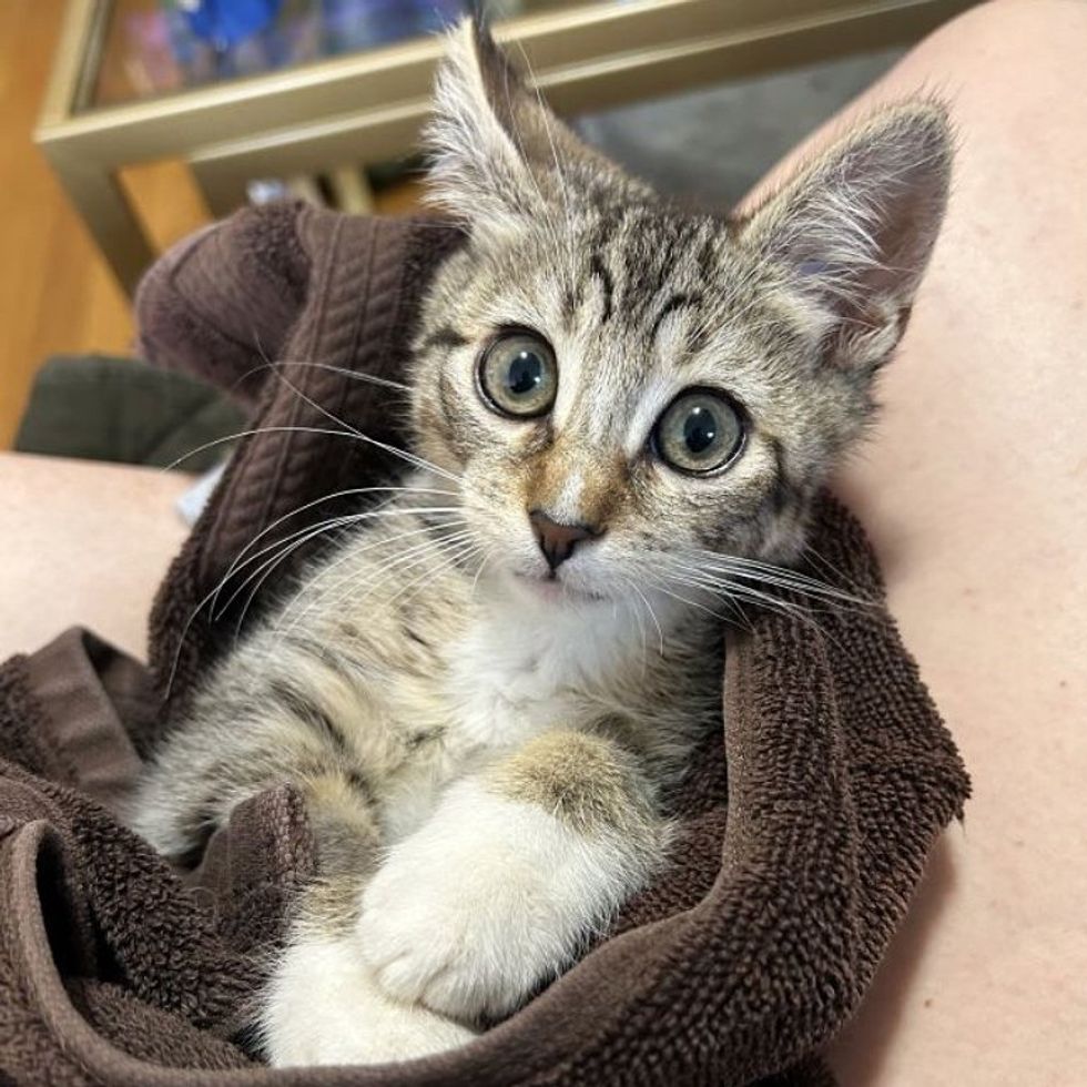 Kitten was Lying Next to a Wall, Hoping Someone Would Notice Him, Days ...