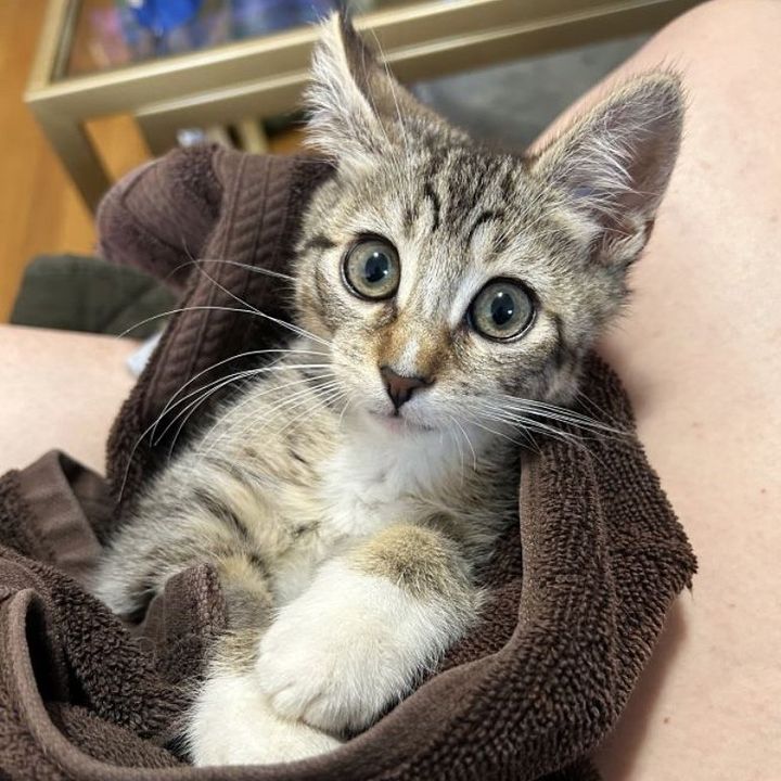 kitten street purrito