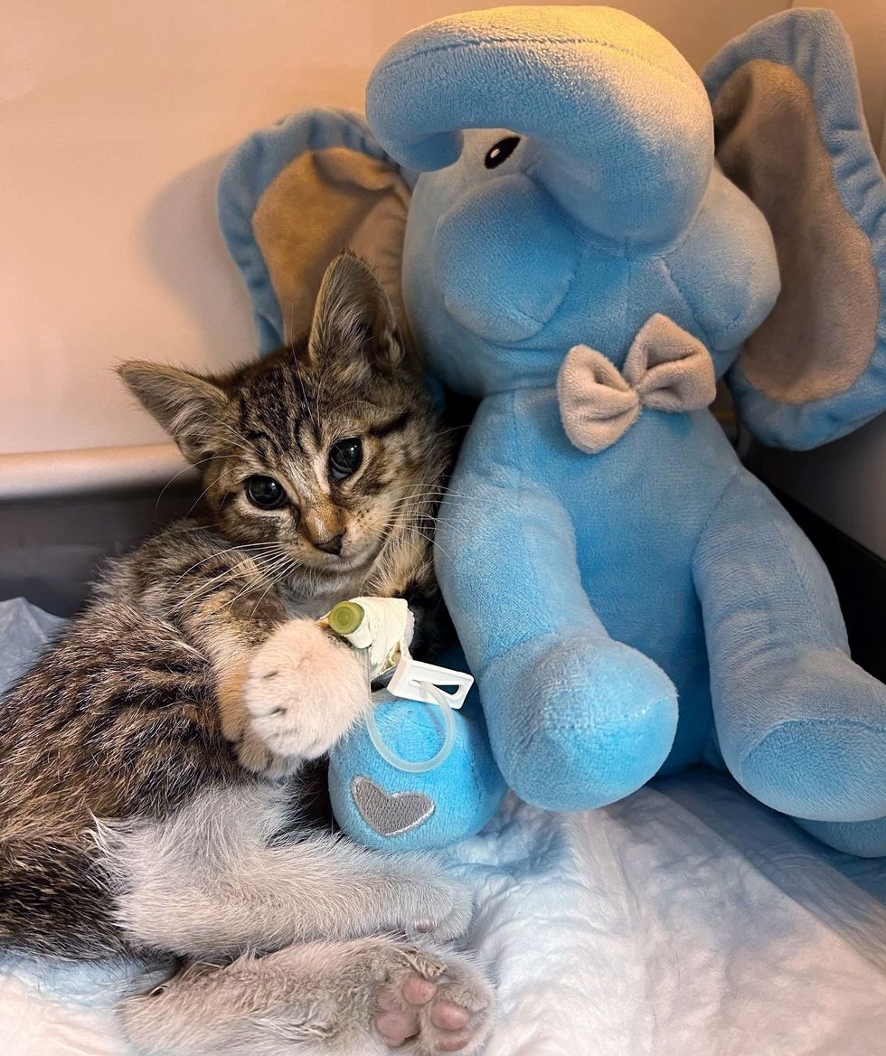 Snuggle kitten stuffed toy