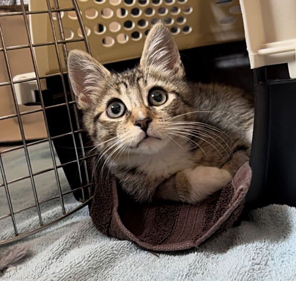 kitten in carry case