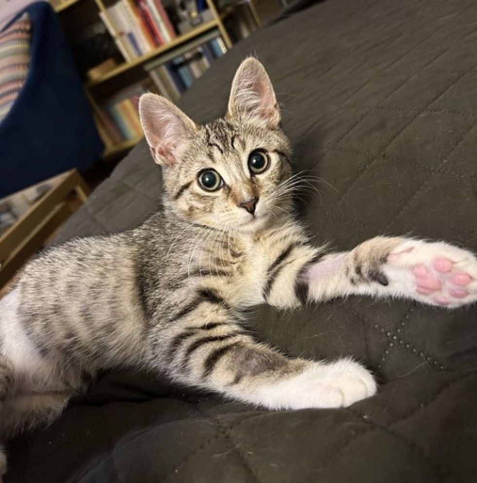 Fluffy happy tabby kitten