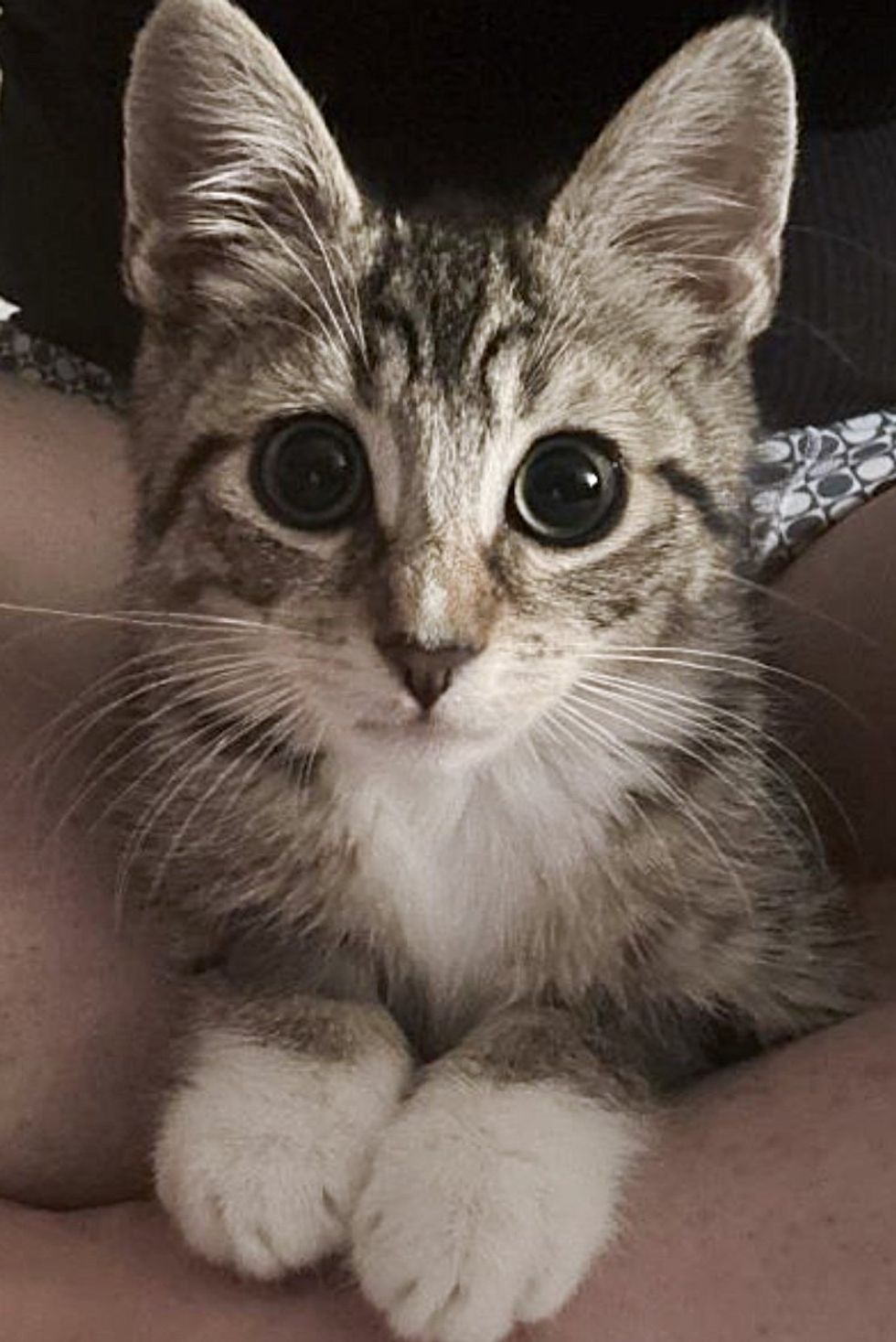 big eyes of tabby kitten