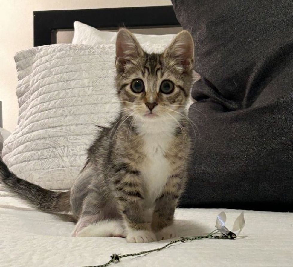 playful tabby kitten