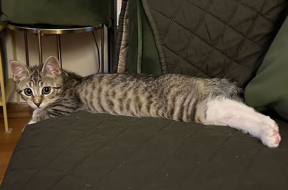 kitten stretching fluffy