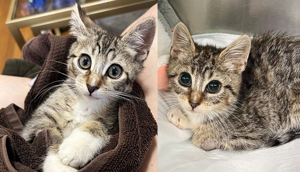 Kitten was Lying Next to a Wall, Hoping Someone Would Notice Him, Days Later His Life Completely Changed