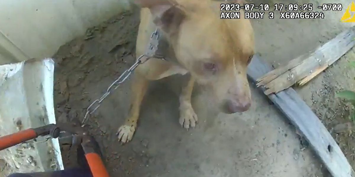 NextImg:'I told you that you could trust me': Video shows California cop race against time to save chained dog from trailer park inferno