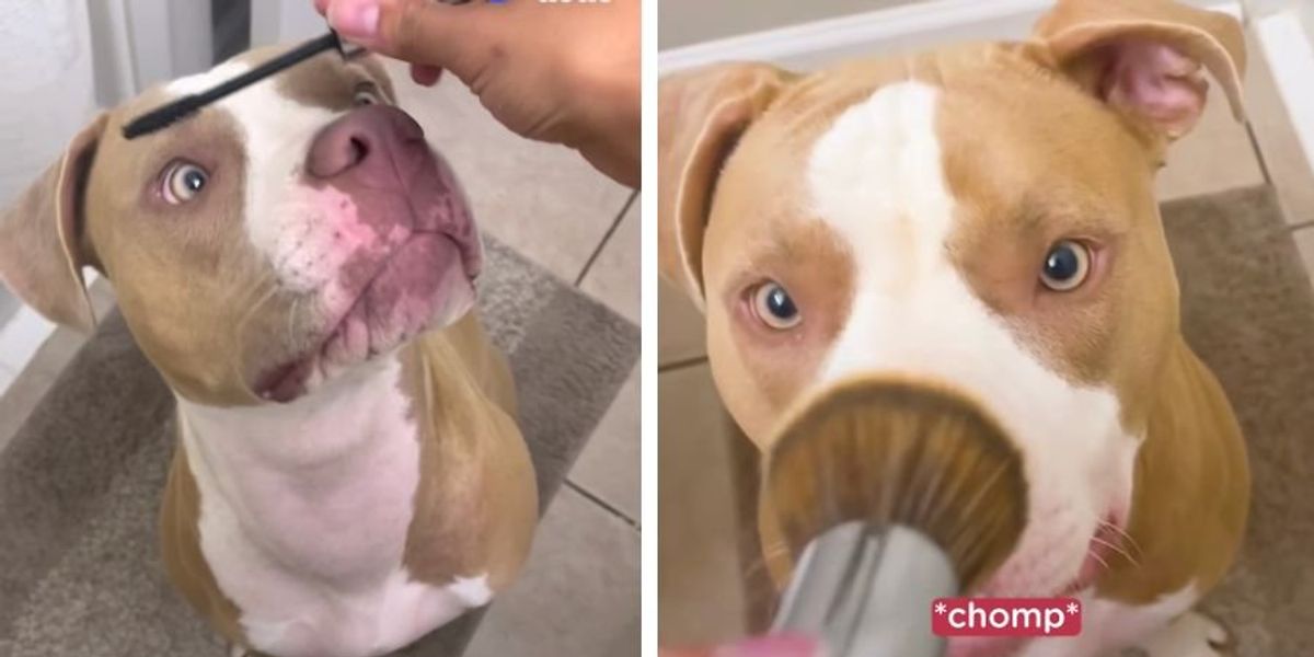 Dog insists on getting her makeup done for the day Upworthy