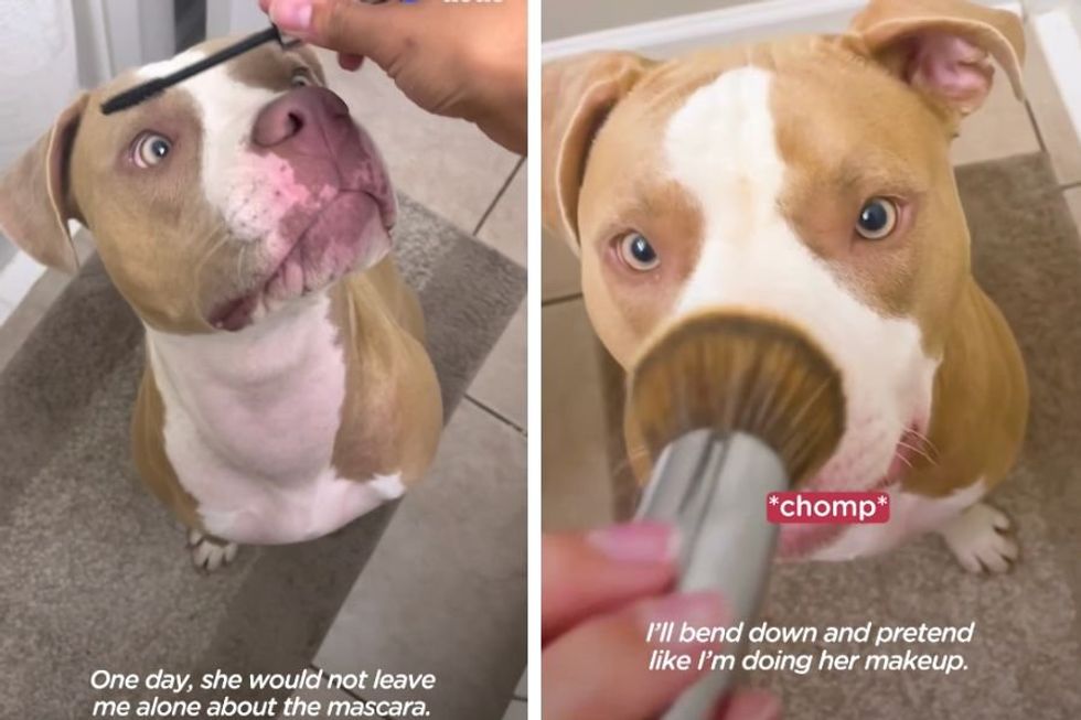 Dog insists on full face makeup anytime her owner is getting ready for the day