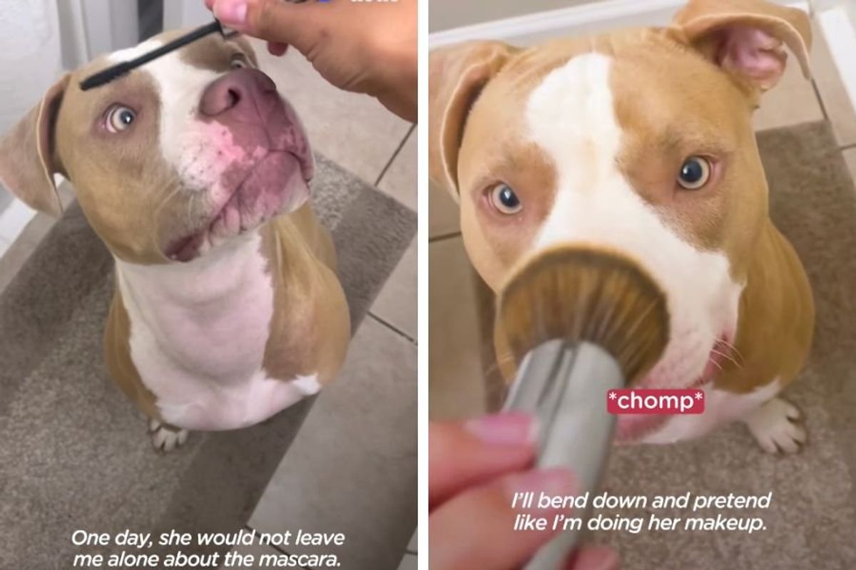 funny dog videos; dogs; pets; the dodo; pit bulls; dog wears makeup