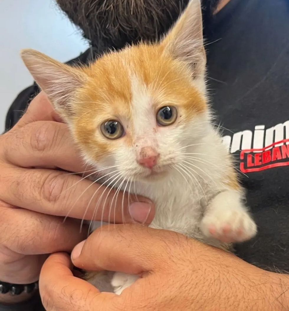 Kitten rescued from vent