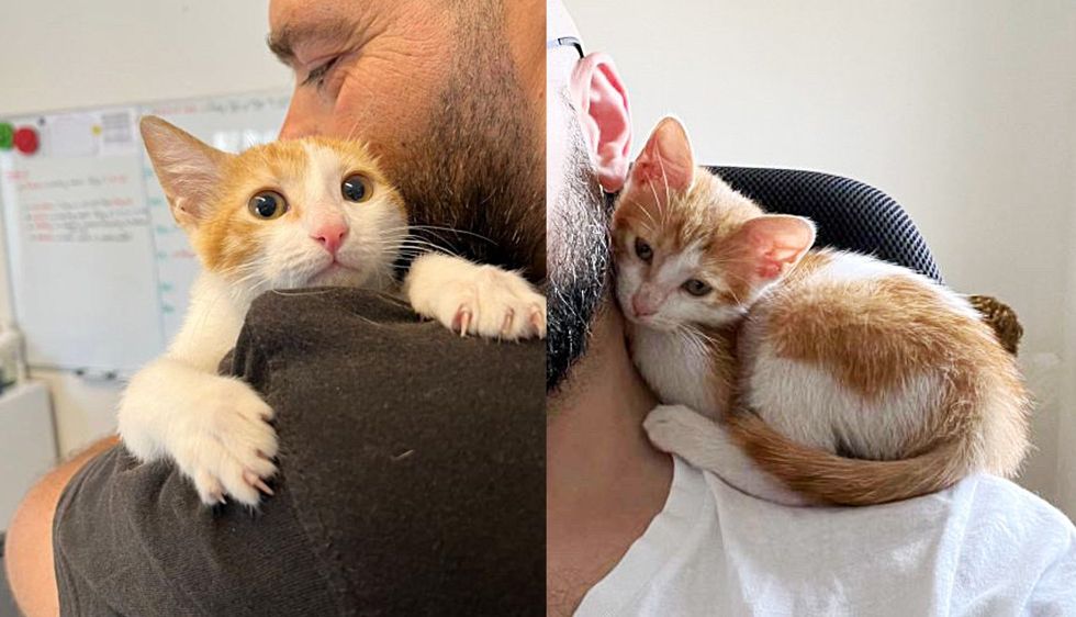 Kitten Crawls into Vent and Can't Get Out Until Rescuers Arrive, She Curls Up on Their Neck to 'Thank' Them