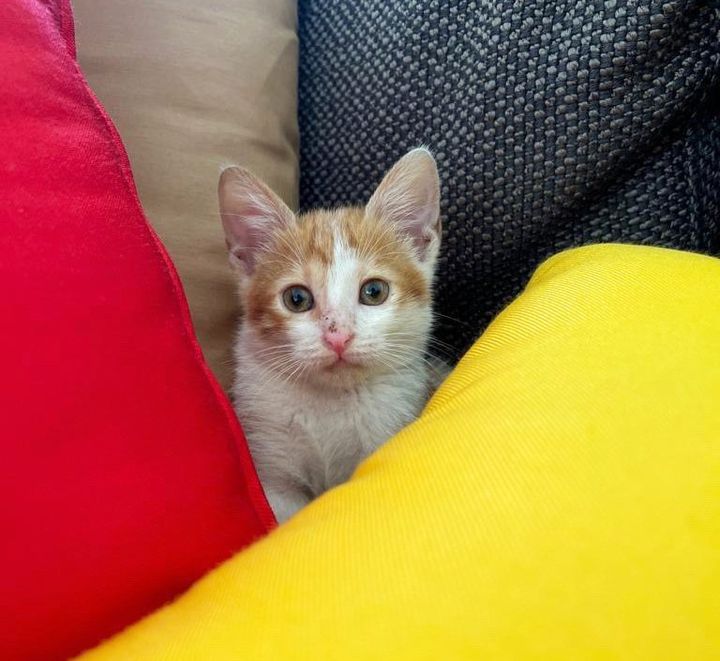 kitten hiding in pillows