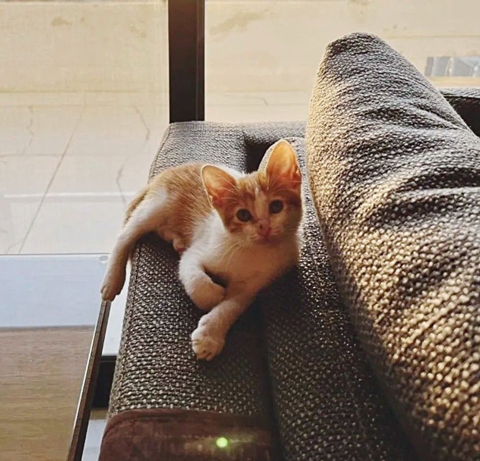 Kitten Delilah relaxing on the sofa