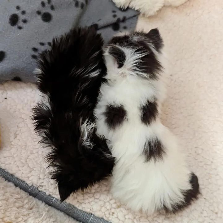 snuggly kittens fluffy