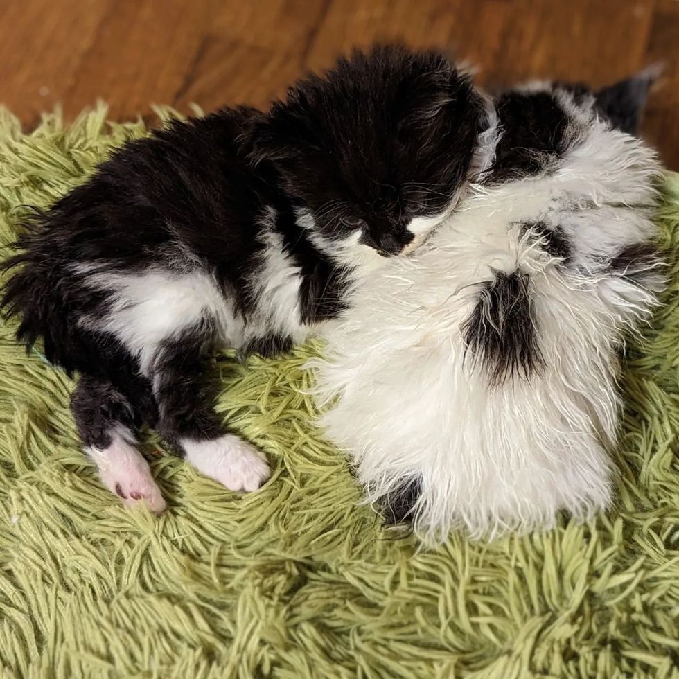 snuggly fluffy kittens