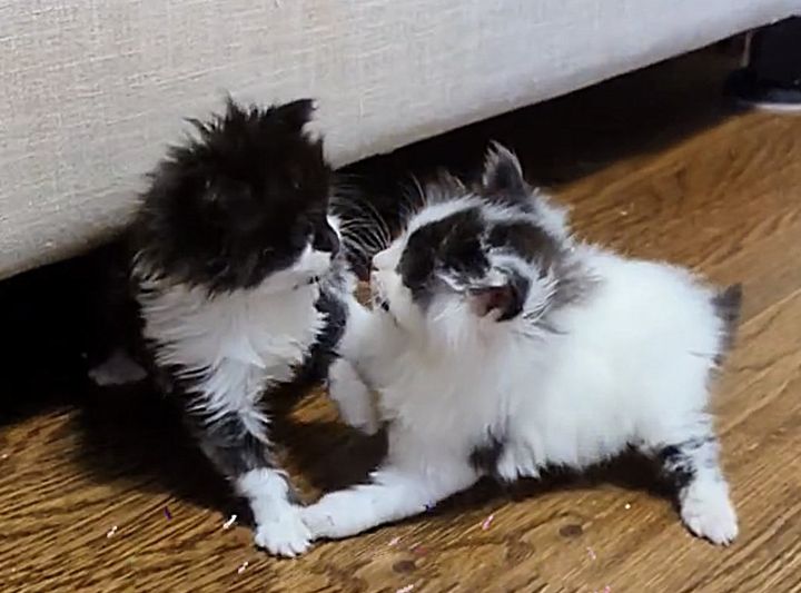 playful fluffy kittens