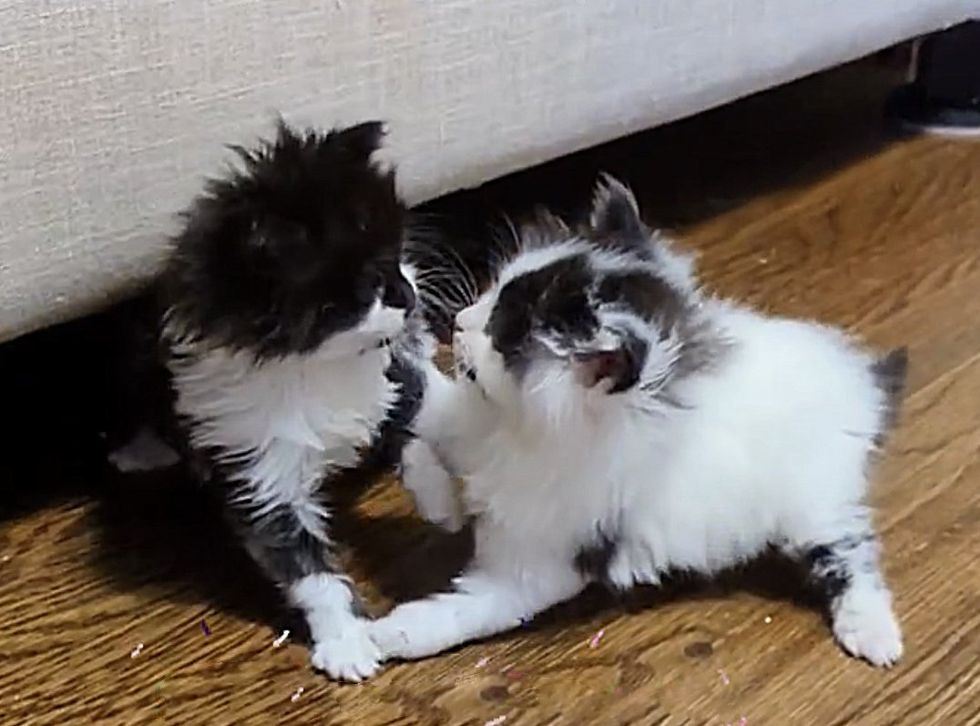 playful fluffy kitten