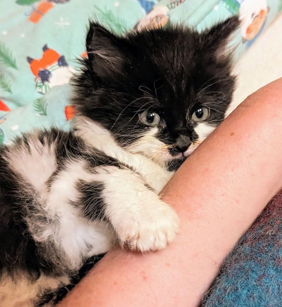 Fluffy kitten hug