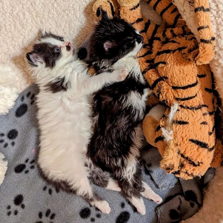 snuggly sleeping bonded kittens