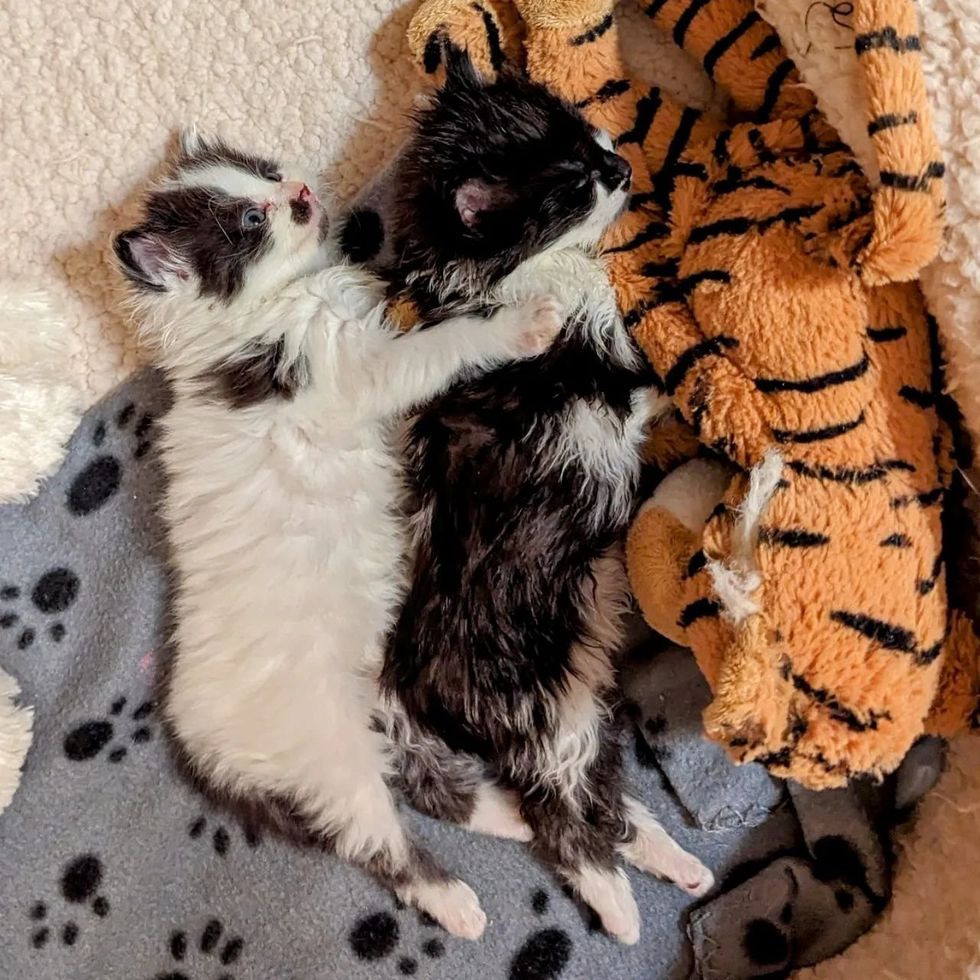 kittens sleeping side by side