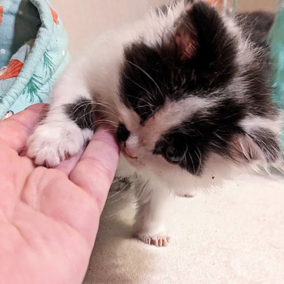 Fluffy kitten holds a paw