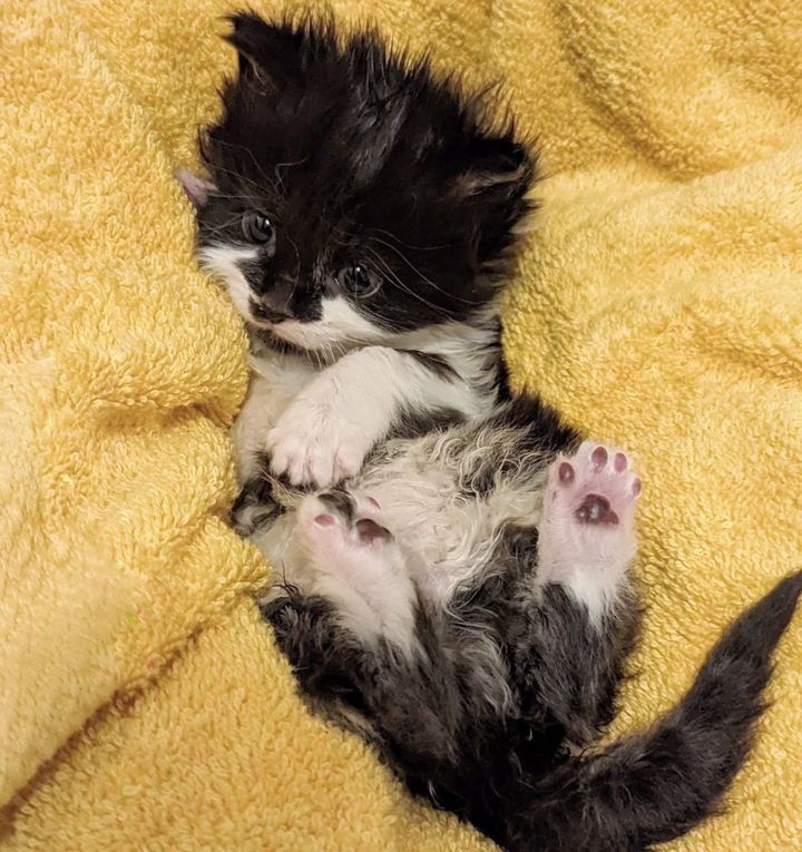 fluffy kitten toe beans