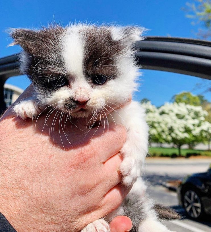 Kitten Walks Into Police Station; Refuses To Leave Without A Job