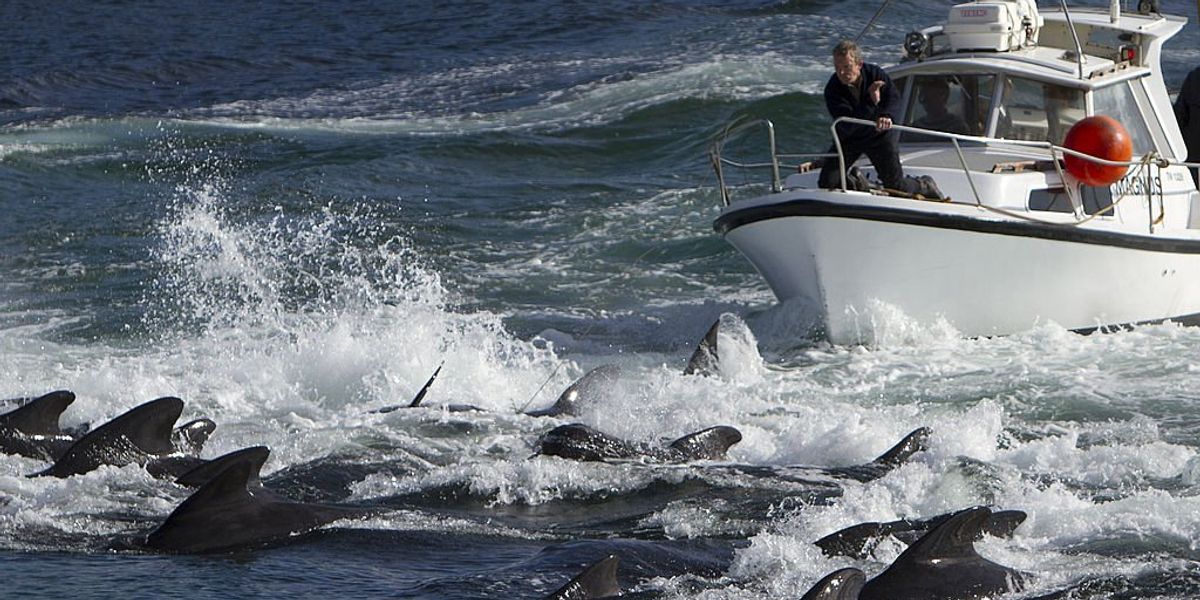 NextImg:Cruise ship passengers traumatized after witnessing bloody slaughter of 78 pilot whales, company apologizes