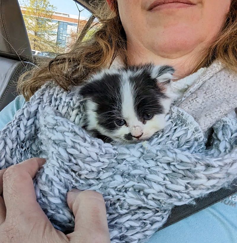 fluffy kitten purrito