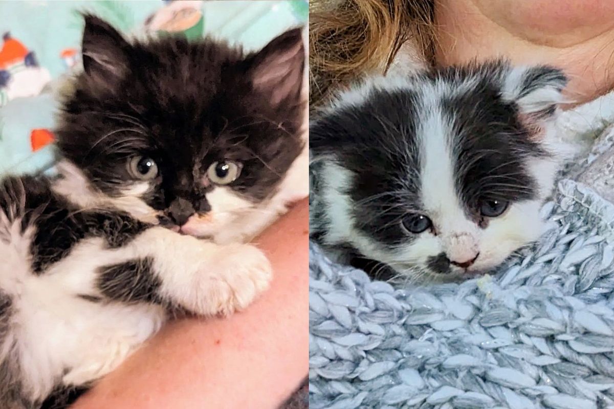 Workers Notice Kitten at Construction Site All by Himself, Days Later Another Kitten Shows Up with Same Coat
