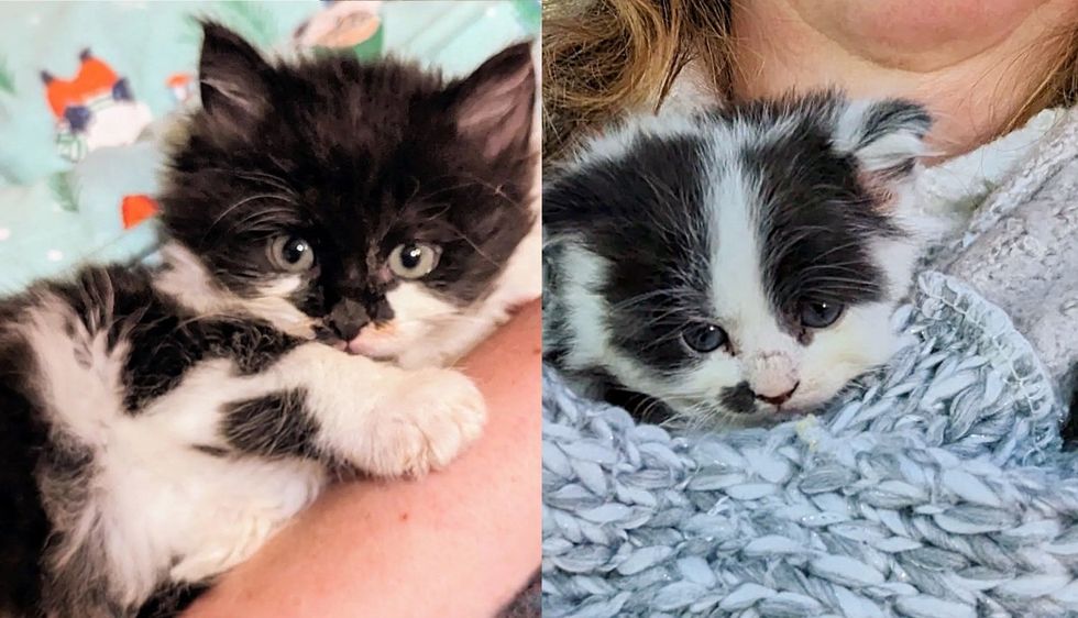 Workers Notice Kitten at Construction Site All by Himself, Days Later Another Kitten Shows Up with Same Coat