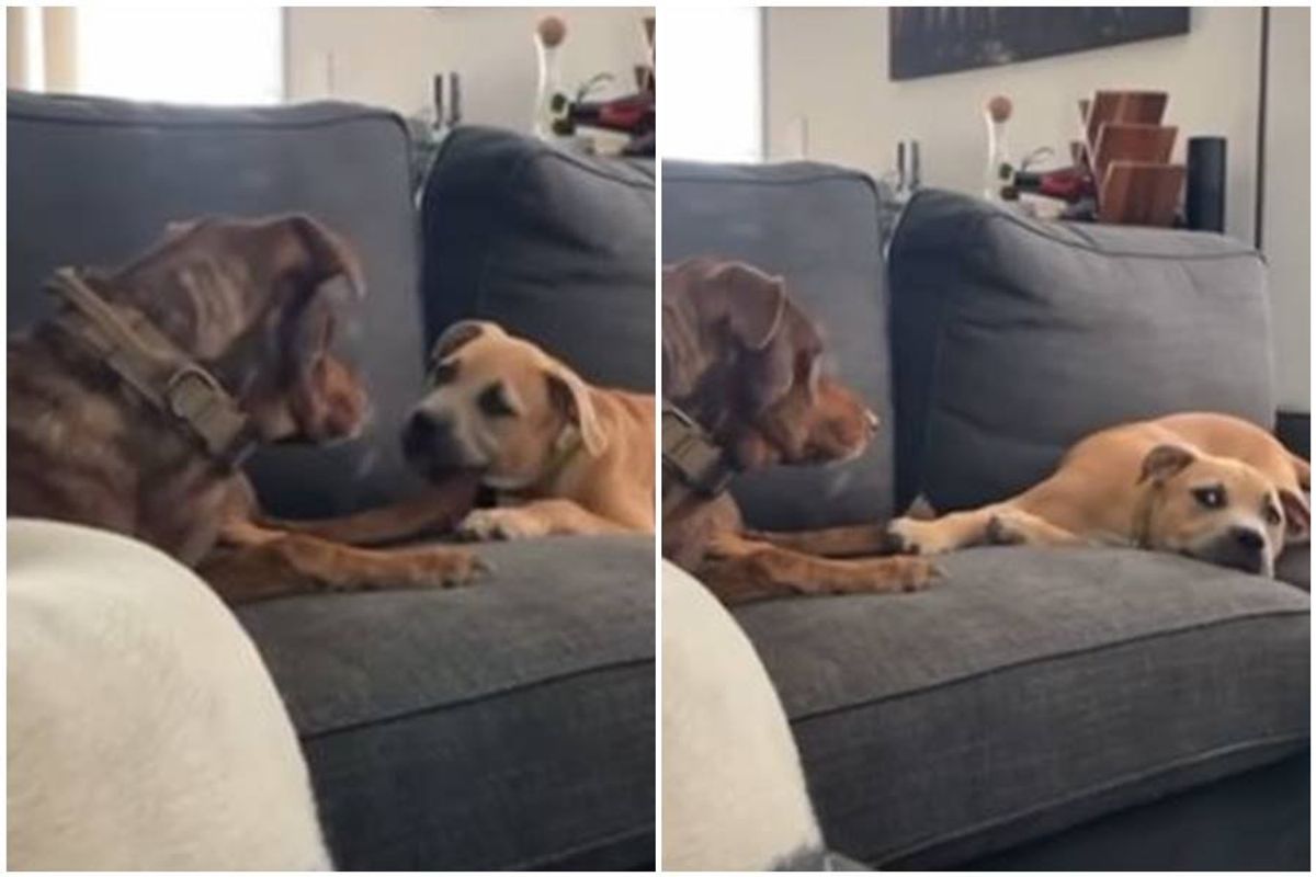 Helpless Girl And Her Dog Sex - Dog brother and sister in a showdown - Upworthy