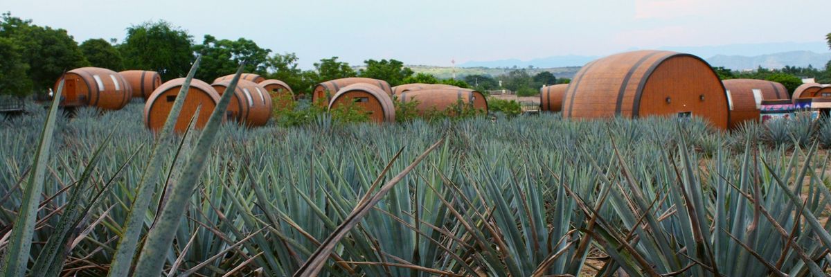 a photo of an agave field and barrels in the background