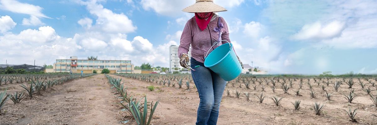 an image of a working woman going through an agave field