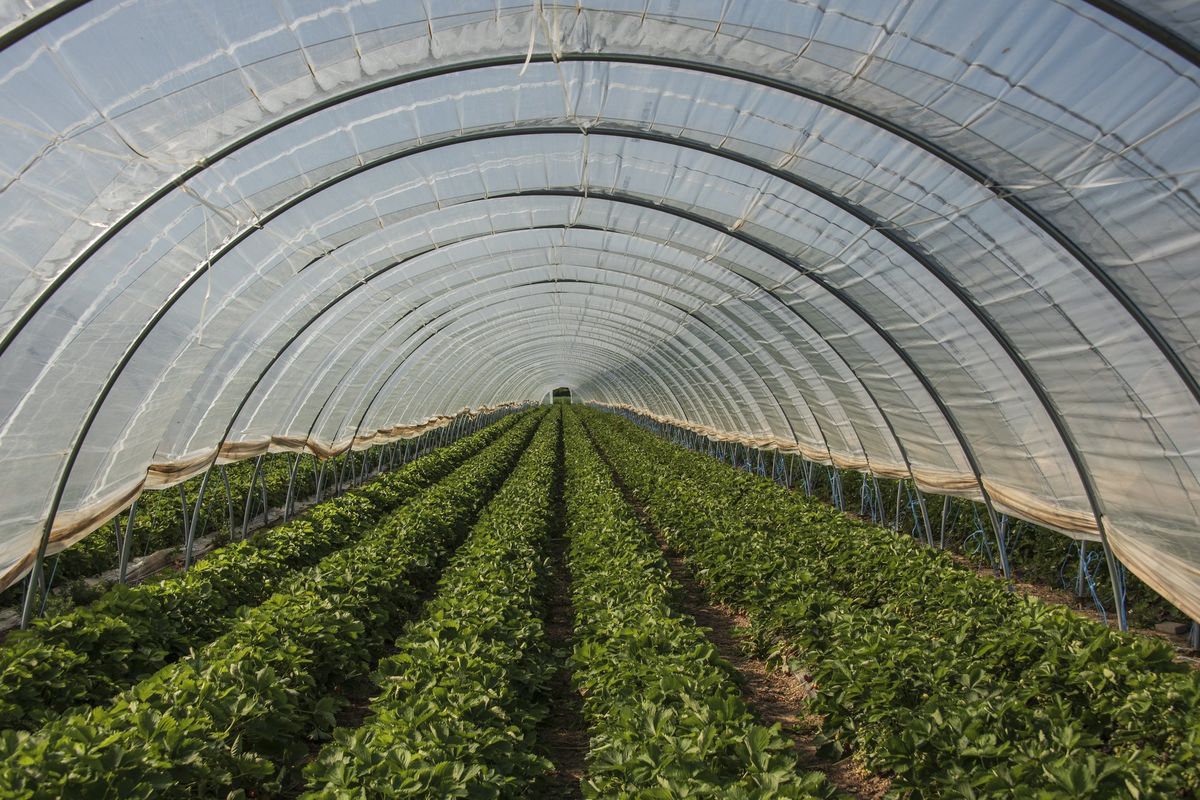 Con la CO2 le serre producono di più